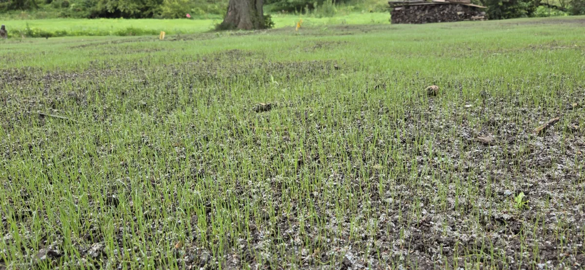 Professional landscaping service displaying hydroseeding techniques by Green Escapes Lawn Care for vibrant lawns.